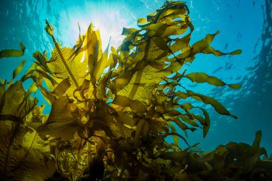 Feeding Farm Animals Seaweed Could Help Fight Antibiotic Resistance And Climate Change