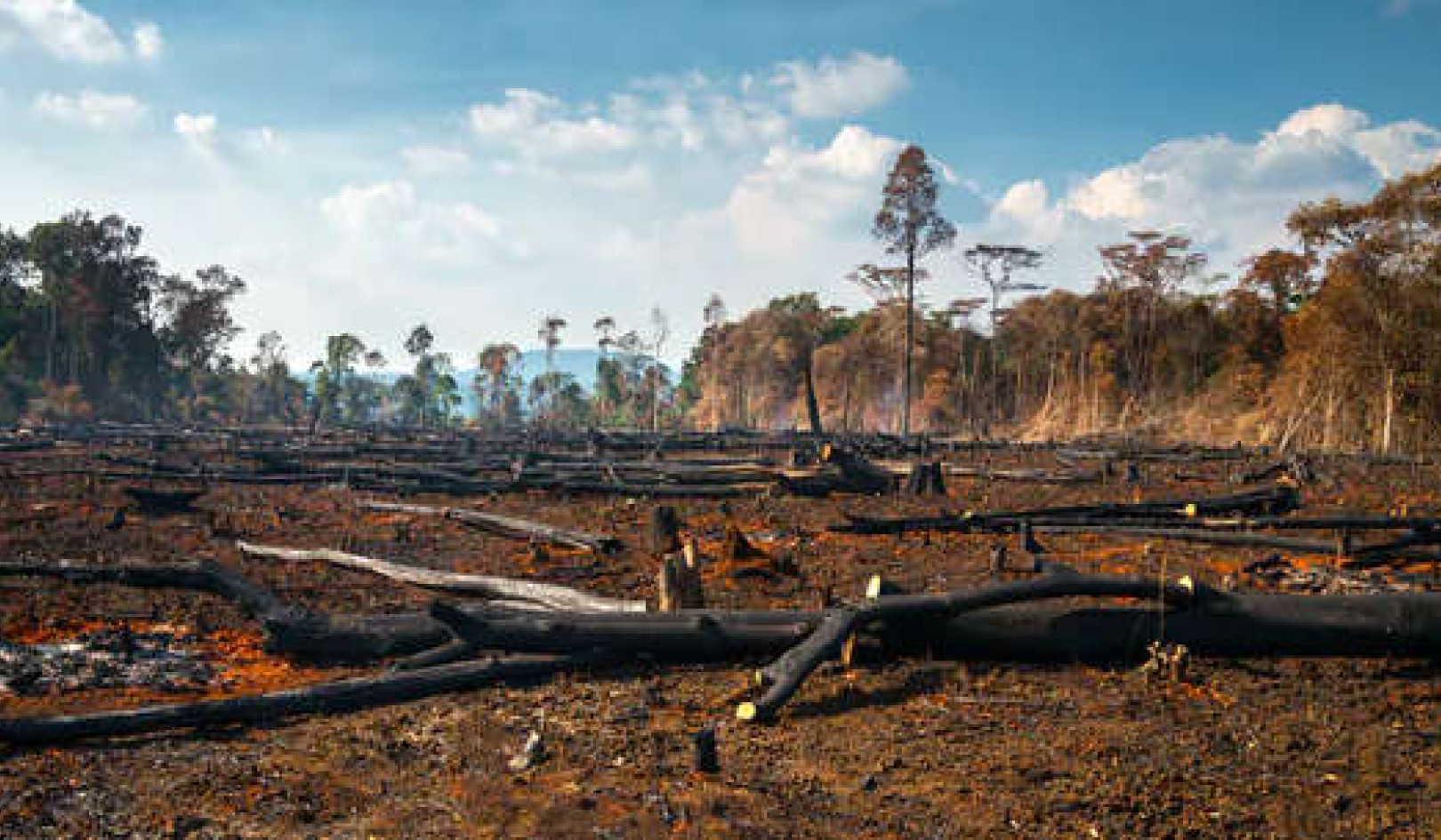 Regrowing A Tropical Forest – Is It Better To Plant Trees Or Leave It To Nature?