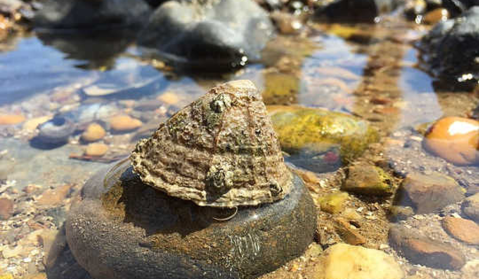 Learning Life from Mushrooms and Tide Pools