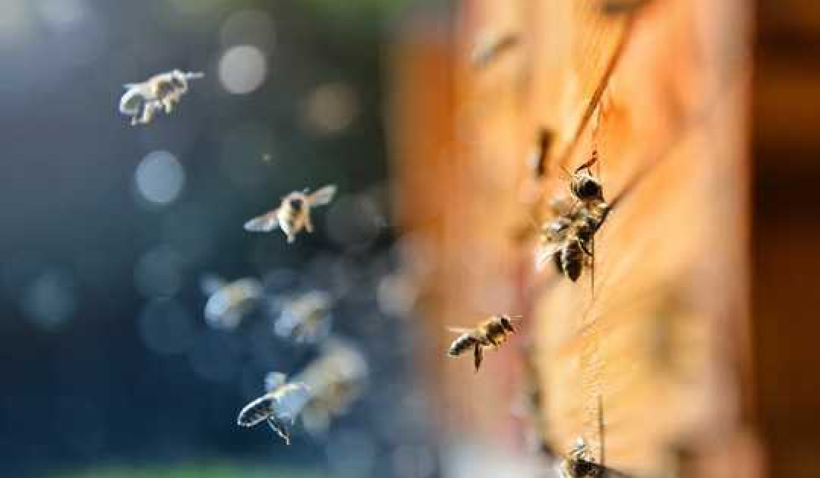 How Urban Bee Keepers Can Help Save Wild Bees