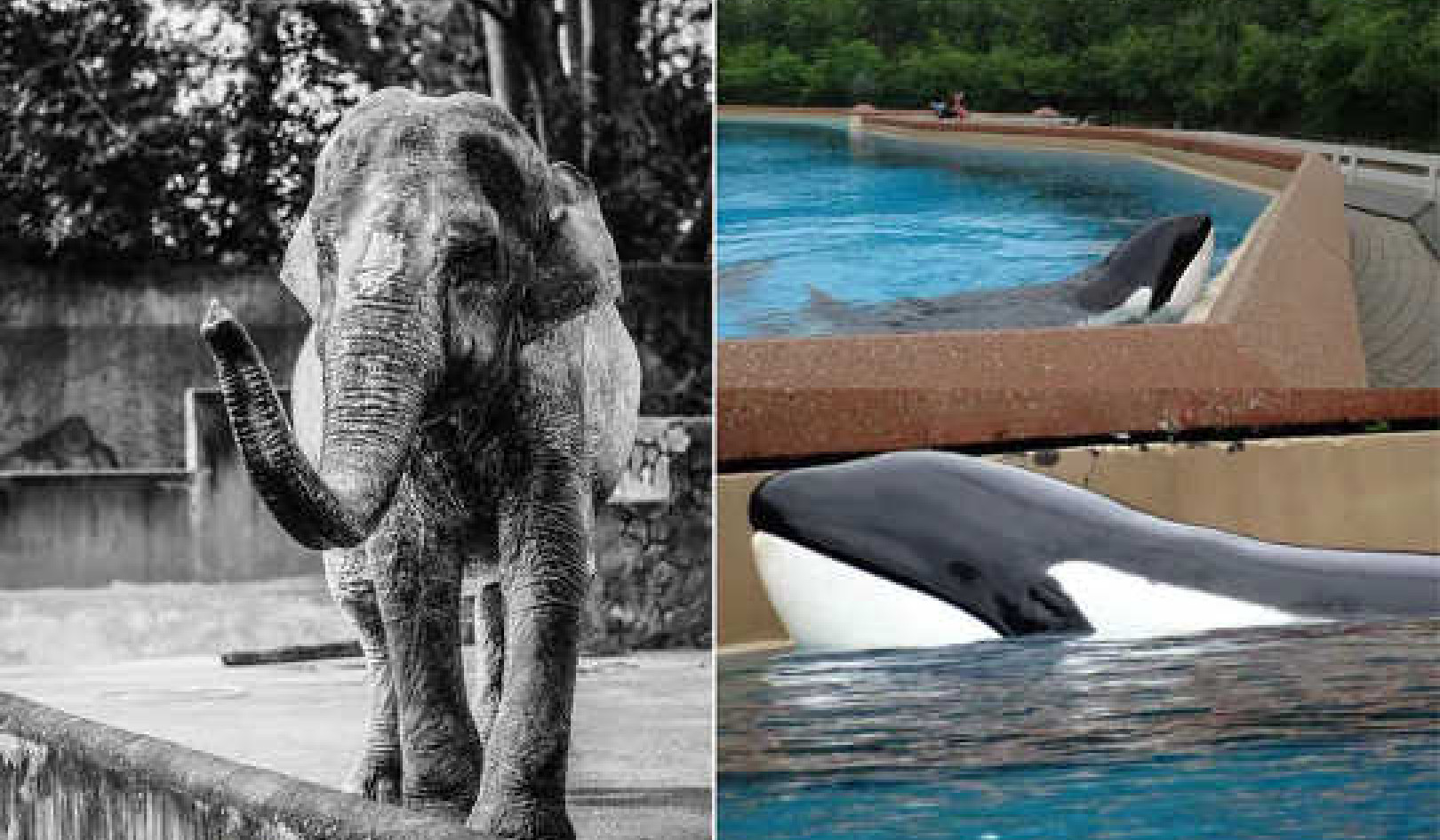 How Keeping Large Mammals In Zoos and Aquariums Damages Their Brains