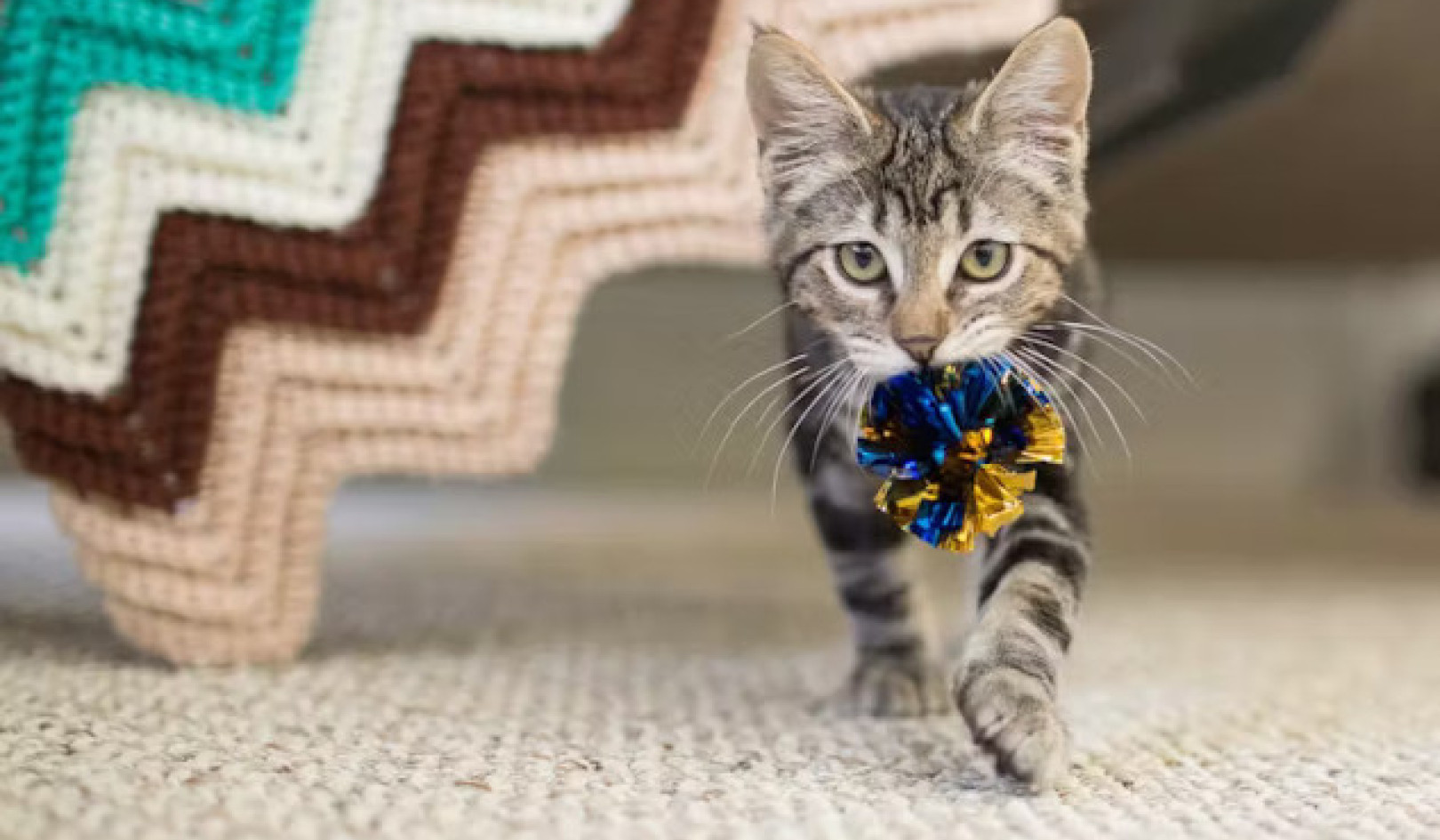 Why Cats and Dogs Both Love Fetch