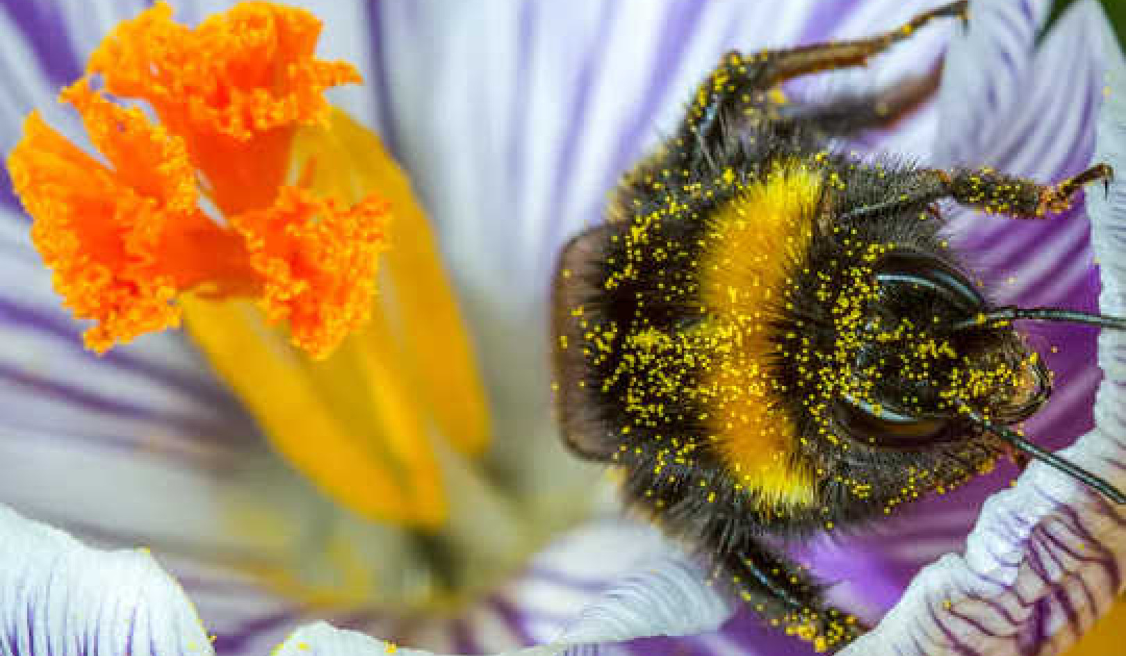 What Are City Bees' Favorite Flowers?