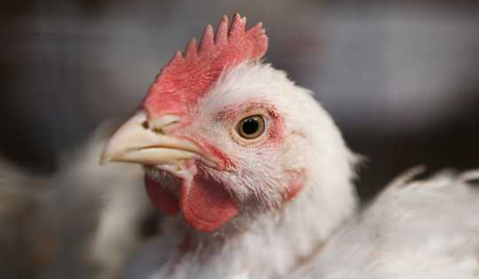 Finding Signs Of Happiness In Chickens Could Help Us Understand Their Lives In Captivity