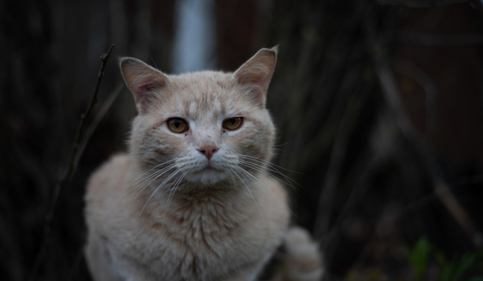 What Do Cats Have to Do with Worship, Spirit, and the Sacred?