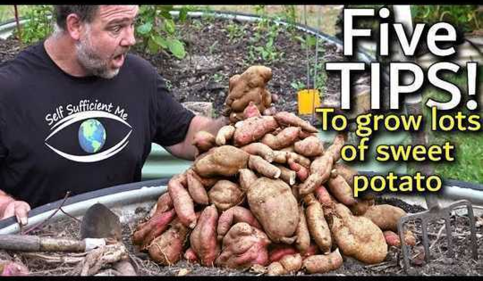 5 Tips How to Grow a Ton of Sweet Potato in One Container or Garden Bed