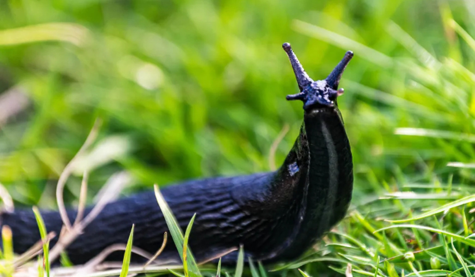 Natural Slug Control: How to Protect Your Garden Without Poisoning the Earth
