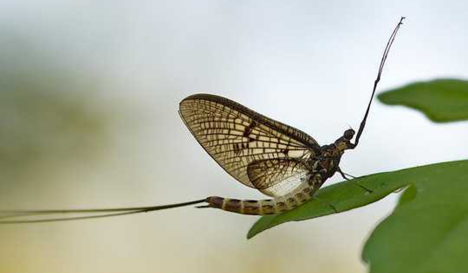 Stoneflies And Mayflies Are The 'Coal Mine Canaries' Of Our Streams