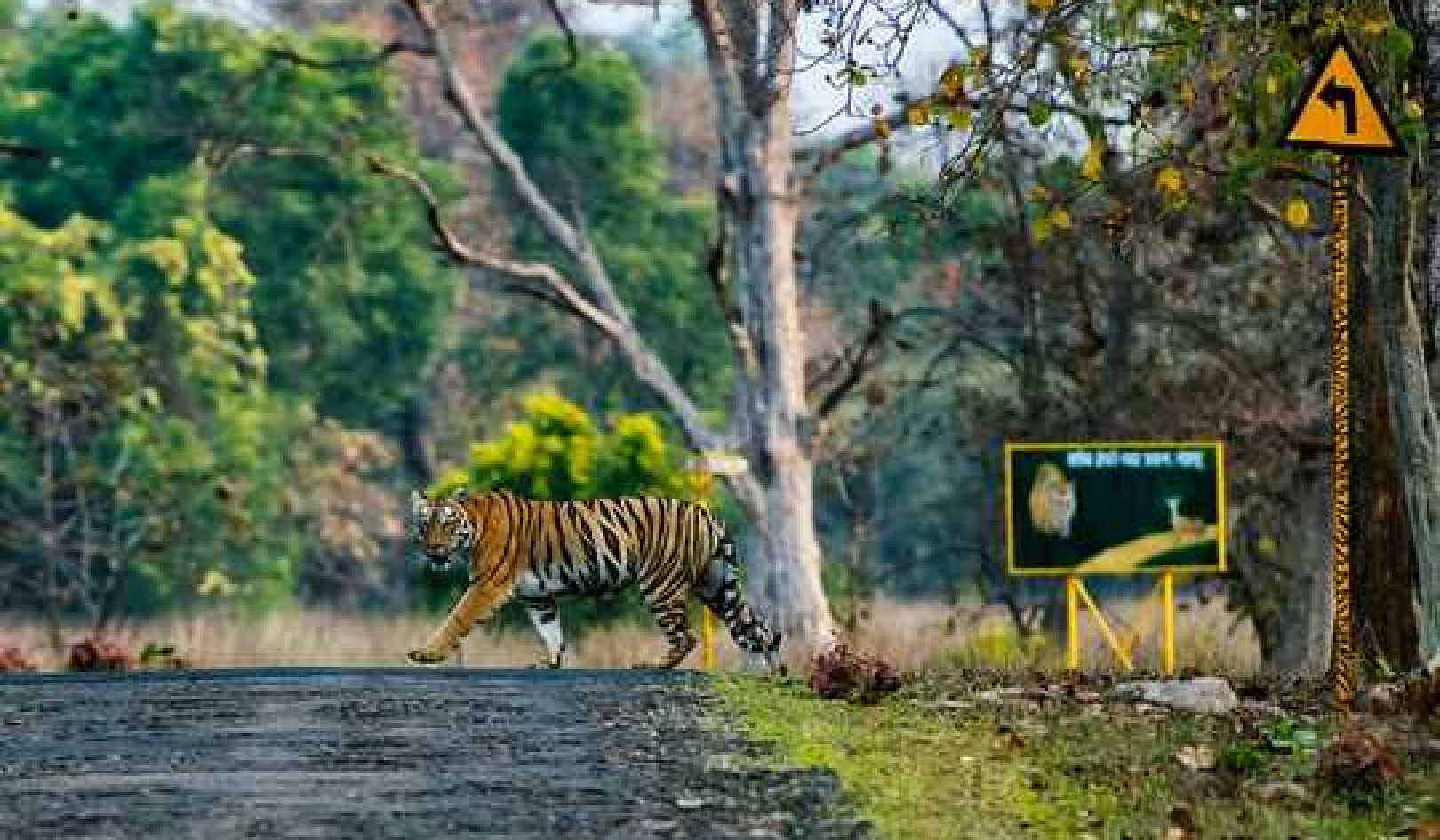 Tragic Tale Of A Man-Eating Tigress Tells Us So Much About The Climate Crisis