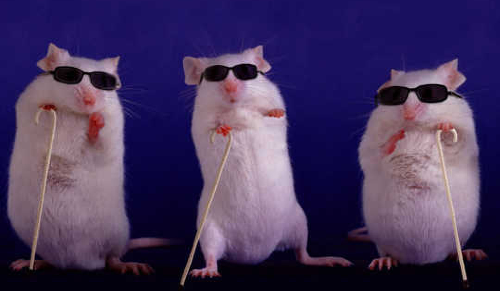 Blind Mice Get Their Sight Back After Gene Insertion