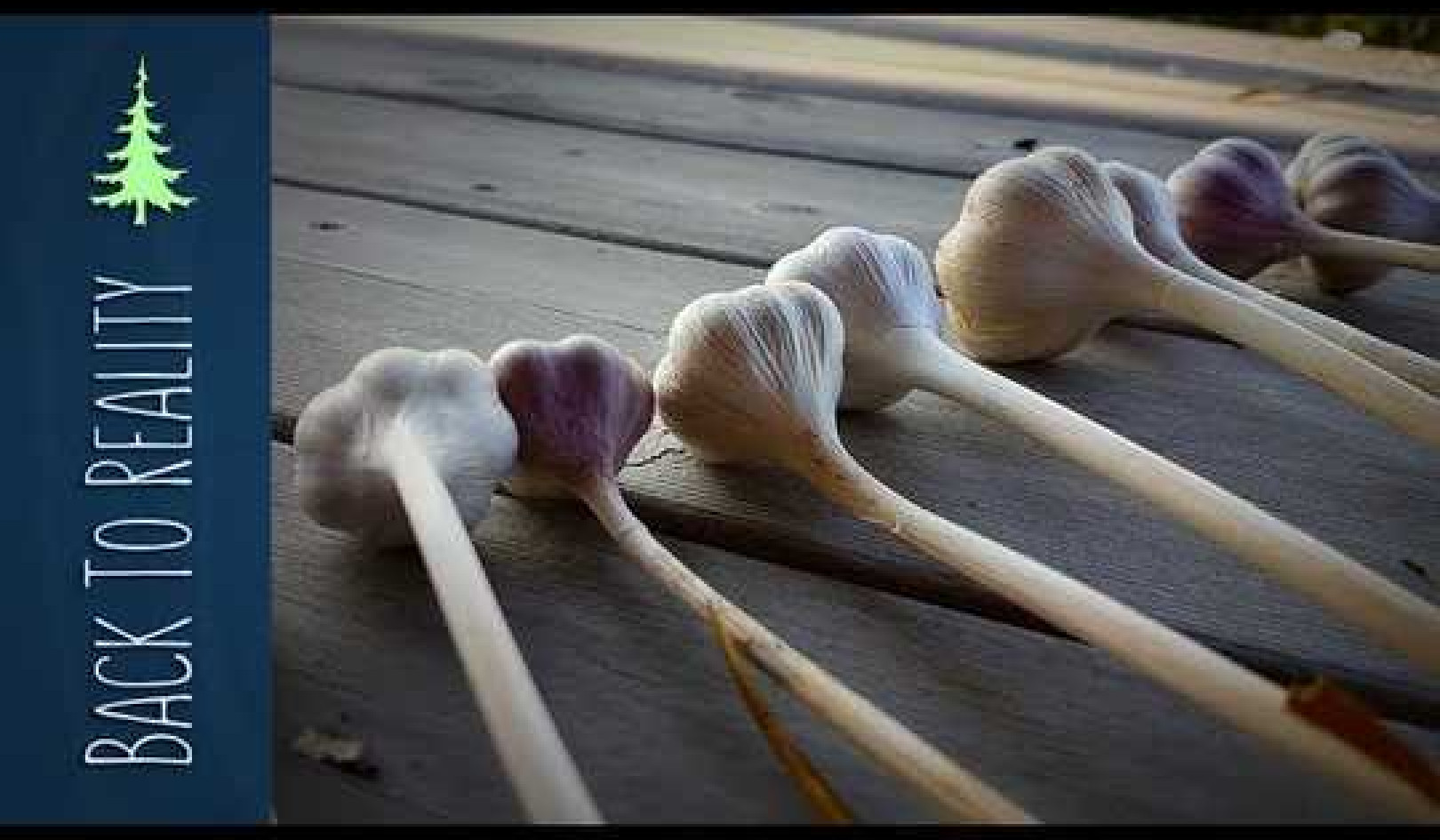 No Dig Garlic: Planting, Harvesting, and Drying Garlic