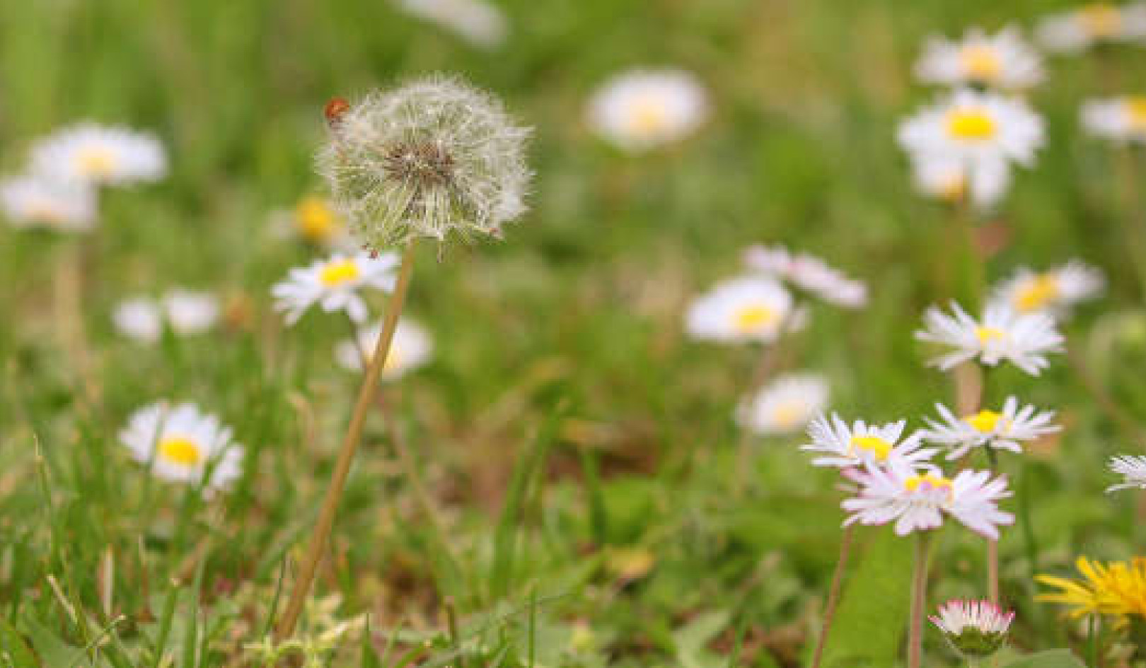 How To Plan and Conduct a Home Funeral