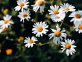 chamomile flowers