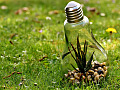 a plant growing safe and protected inside a lightbulb