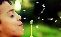 a person blowing the seeds of a spent dandelion flower