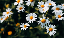 chamomile flowers