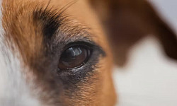 A person making eye contact with their dog, reflecting a deep emotional and neural connection.