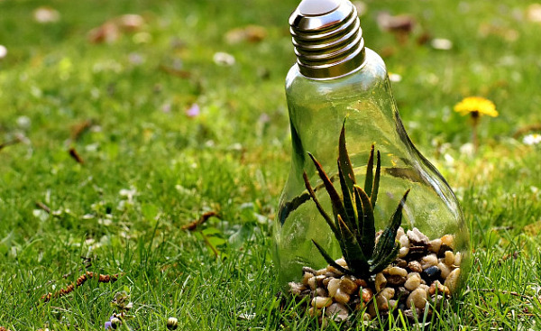 a plant growing safe and protected inside a lightbulb