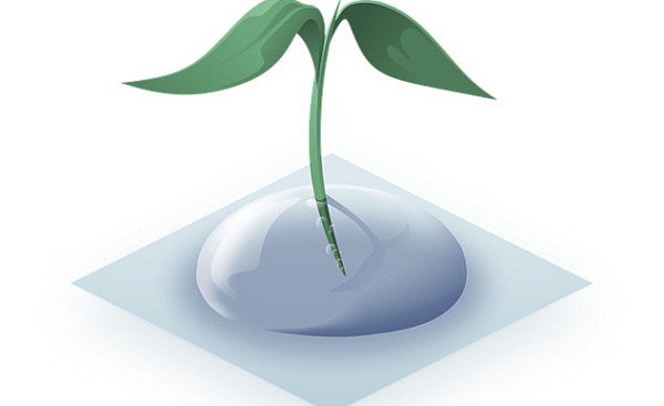 a green aquatic seedling growing