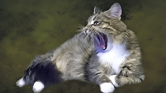 photo of an angry cat