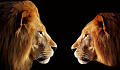 two lions calmly facing each other