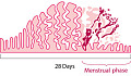 The Short Menstrual Cycle Is Linked To Lower Fertility