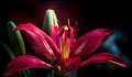 a vibrantly red daylily with some unopened buds