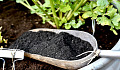 using biochar in garden 1 14