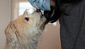 A dog sniffing a human's skin, symbolizing the detection of diseases through a dog's superior sense of smell