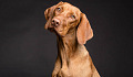 close-up photo of a dog's face