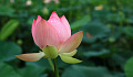 a pink lotus bud starting to bloom open