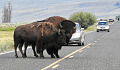 bison in the middle of the road blocking traffic